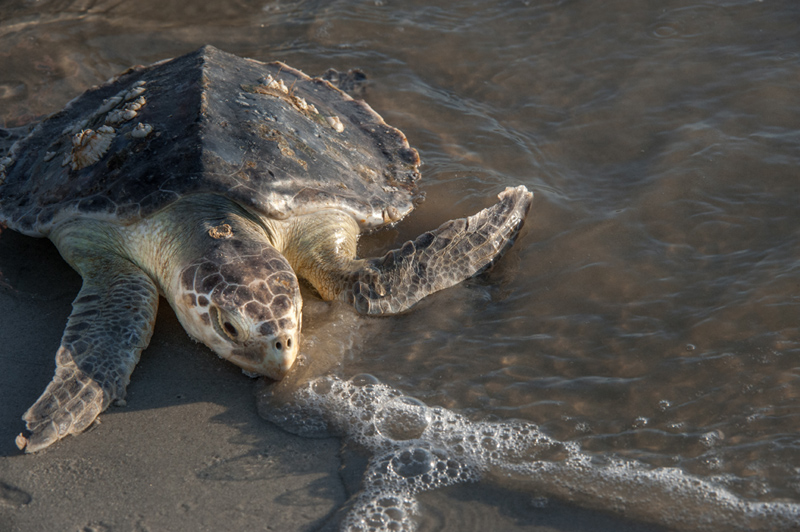 beachview-club-jekyll-island-sea-turtle