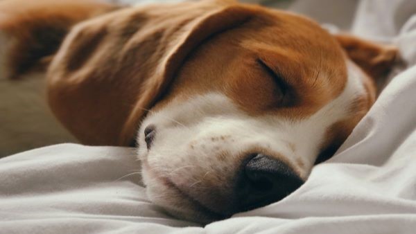 dog on bed